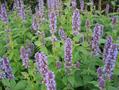 Agastache foeniculum